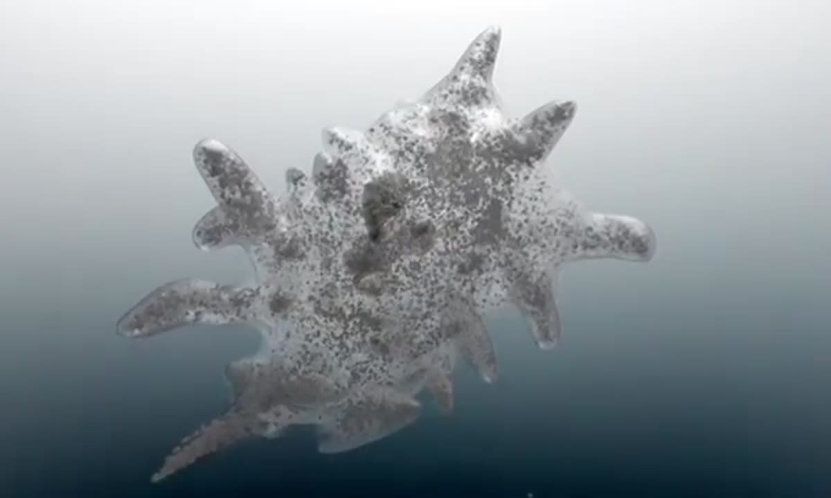 Amoeba