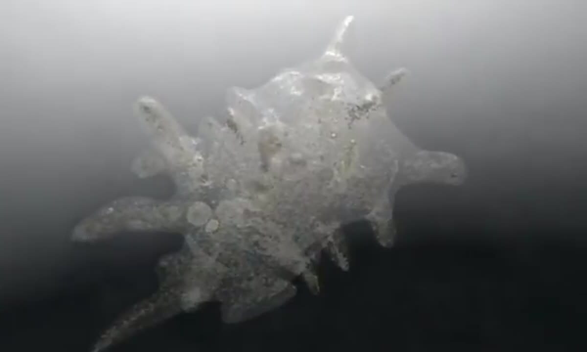 Amoeba