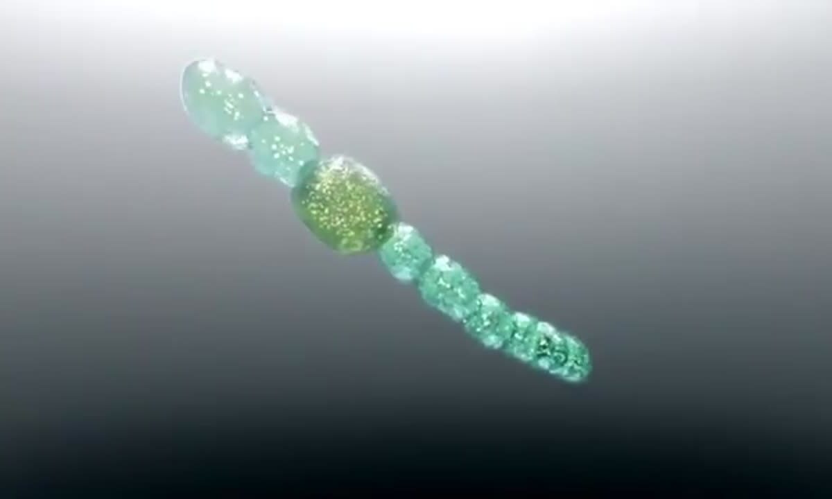 Cyanobacterium