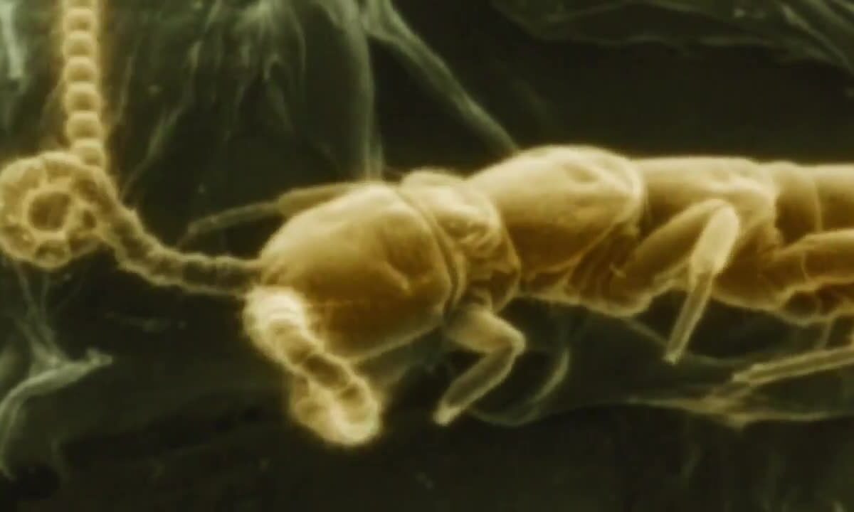 Micro Worlds