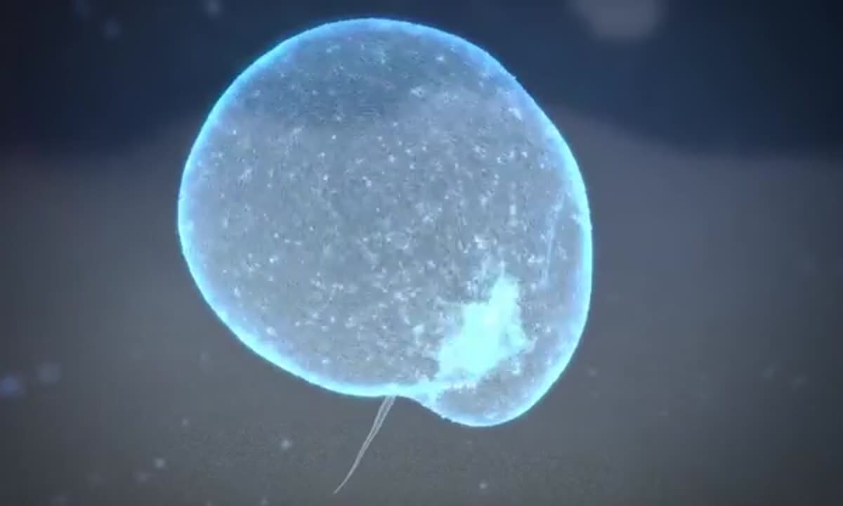 Noctiluca