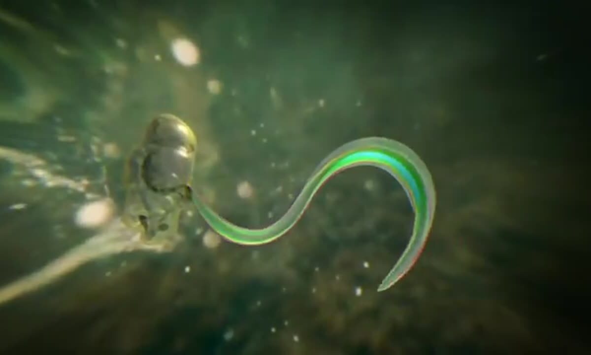 Oikopleura