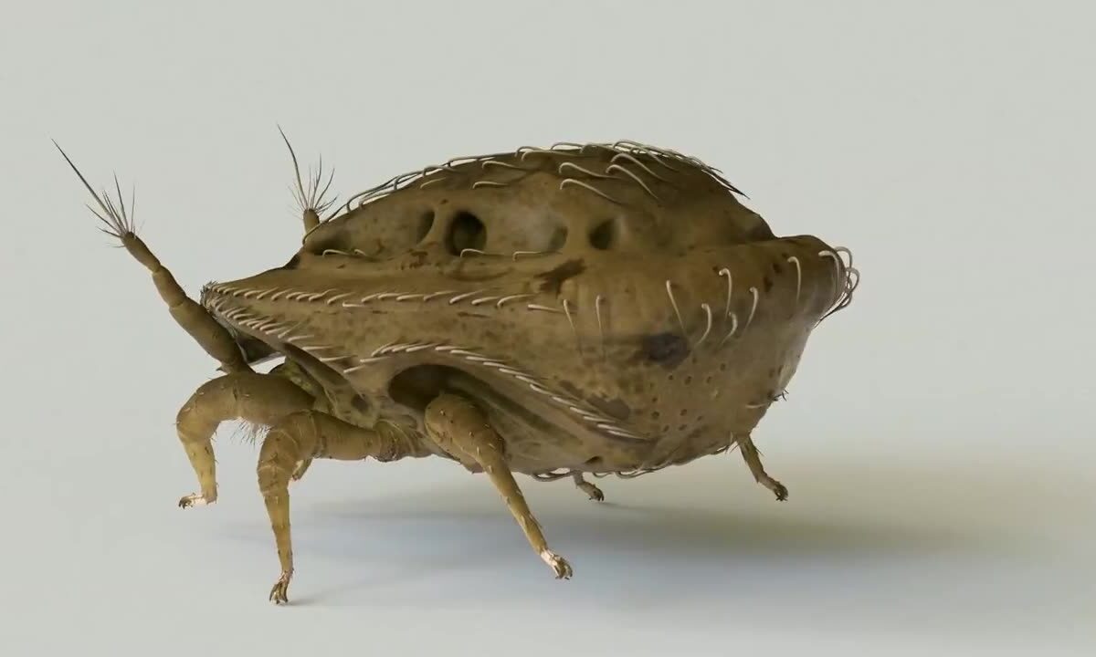 Mesocreatures