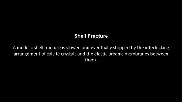 Shell Fracture