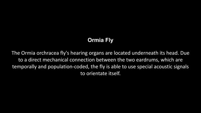 Ormia Fly