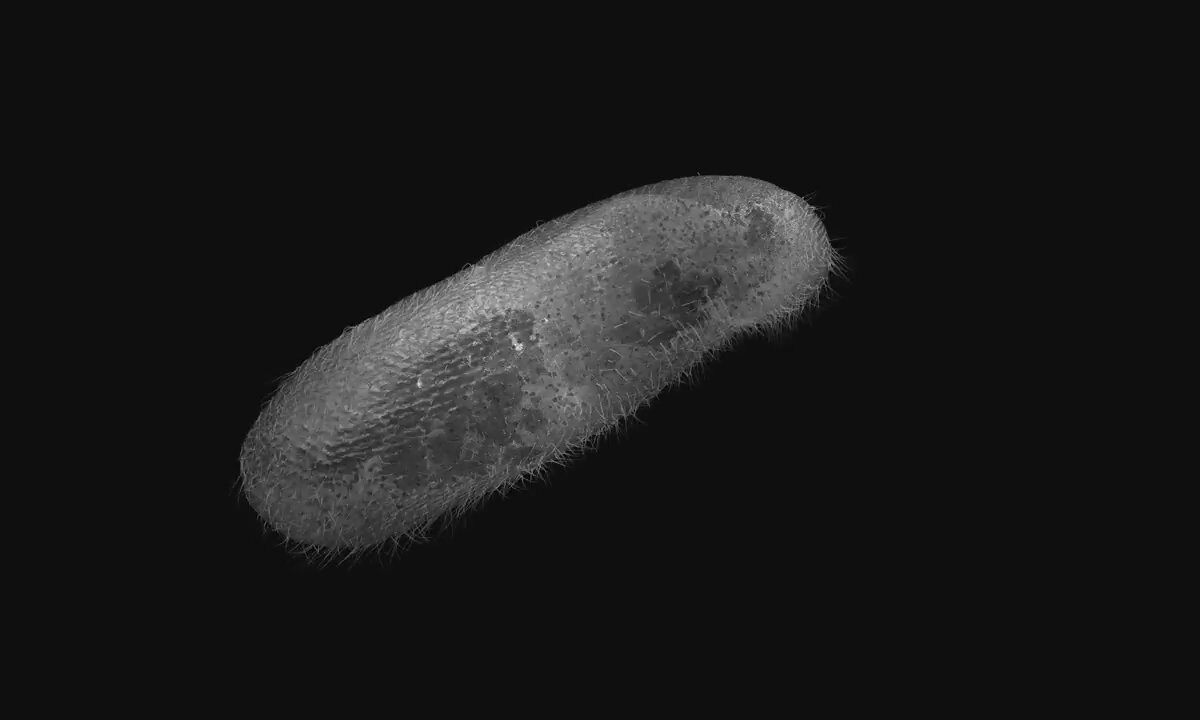 Paramecium