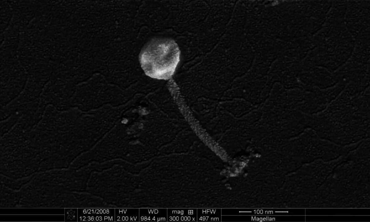 T4 Phage Landing on Coli Bacteria