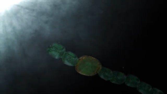 Cyanobacterium