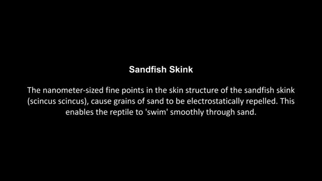 Sandfish Skink