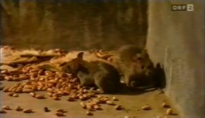 Rats Among Us