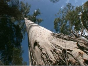 Tasmania